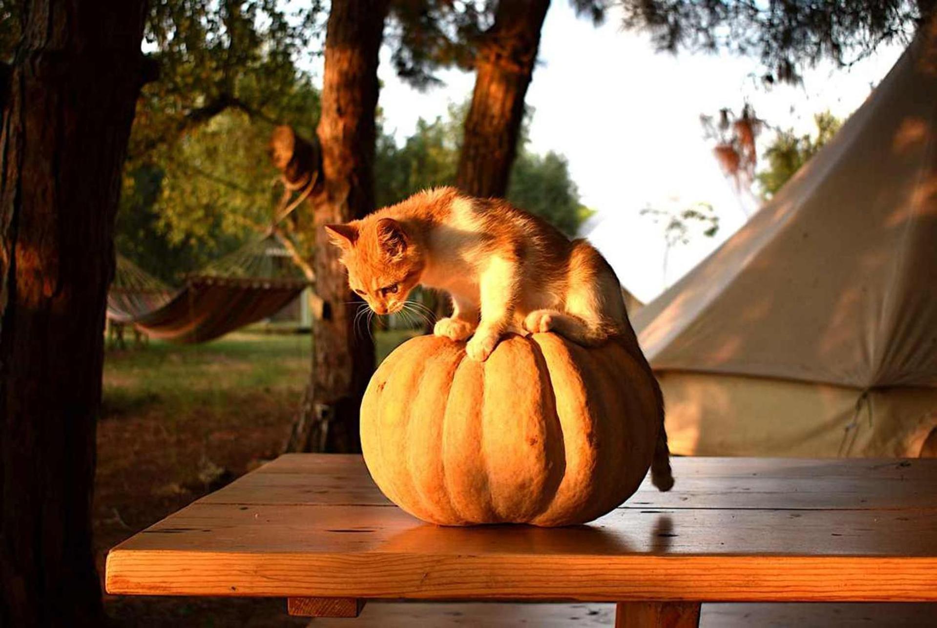 Glamping At A Lovely Tent In Skiaxtro- Marathopoli Villa Exterior foto